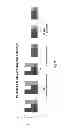 Fig. 10 - Biocompatible adhesive materials and methods