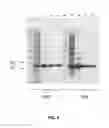 Fig. 09 - PURIFIED PROTEINS