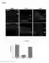Fig. 15 - METHODS OF INHIBITING PHOTORECEPTOR APOPTOSIS