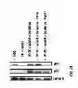 Fig. 04 - Capsid-modified rAAV vector compositions and methods therefor
