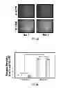 Fig. 07 - Capsid-modified rAAV vector compositions and methods therefor