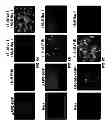 Fig. 09 - Capsid-modified rAAV vector compositions and methods therefor