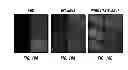 Fig. 22 - Capsid-modified rAAV vector compositions and methods therefor