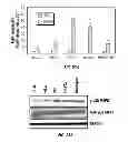 Fig. 30 - Capsid-modified rAAV vector compositions and methods therefor