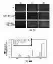 Fig. 41 - Capsid-modified rAAV vector compositions and methods therefor