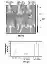 Fig. 43 - Capsid-modified rAAV vector compositions and methods therefor