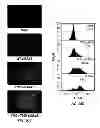 Fig. 57 - Capsid-modified rAAV vector compositions and methods therefor