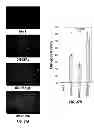 Fig. 58 - Capsid-modified rAAV vector compositions and methods therefor