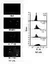 Fig. 59 - Capsid-modified rAAV vector compositions and methods therefor