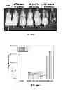 Fig. 62 - Capsid-modified rAAV vector compositions and methods therefor