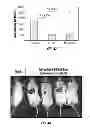 Fig. 64 - Capsid-modified rAAV vector compositions and methods therefor