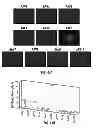 Fig. 65 - Capsid-modified rAAV vector compositions and methods therefor