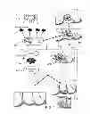 Fig. 02 - Bacteria-Mediated Therapy for Cancer