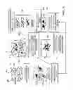 Fig. 05 - Bacteria-Mediated Therapy for Cancer