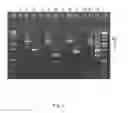 Fig. 03 - Construction of a quadruple enterotoxin-deficient mutant of bacillus thuringiensis