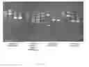 Fig. 04 - Construction of a quadruple enterotoxin-deficient mutant of bacillus thuringiensis