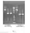 Fig. 05 - Construction of a quadruple enterotoxin-deficient mutant of bacillus thuringiensis