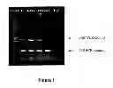Fig. 02 - Reuterin-producing 