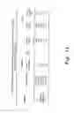 Fig. 02 - METHOD OF CONTROLLING TOMATO PLANT VIRUSES