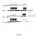 Fig. 03 - Neuron generation, regeneration and protection