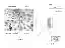 Fig. 33 - Neuron generation, regeneration and protection