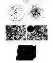 Fig. 03 - ADULT MESENCHYMAL STEM CELL (MSC) COMPOSITIONS AND METHODS FOR PREPARING THE SAME