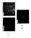 Fig. 12 - ADULT MESENCHYMAL STEM CELL (MSC) COMPOSITIONS AND METHODS FOR PREPARING THE SAME