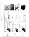 Fig. 18 - ADULT MESENCHYMAL STEM CELL (MSC) COMPOSITIONS AND METHODS FOR PREPARING THE SAME