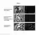 Fig. 02 - Methods for producing retinal tissue and retina-related cell