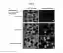 Fig. 03 - Methods for producing retinal tissue and retina-related cell