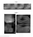 Fig. 06 - Methods for producing retinal tissue and retina-related cell