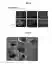 Fig. 08 - Methods for producing retinal tissue and retina-related cell