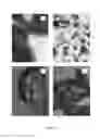 Fig. 08 - REGENERATIVE TISSUE MATRIX