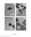 Fig. 09 - REGENERATIVE TISSUE MATRIX