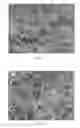 Fig. 04 - DEXTRAN-BASED TISSUELETTE CONTAINING PLATELET-RICH PLASMA LYSATE FOR CARTILAGE REPAIR