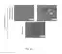 Fig. 10 - DEXTRAN-BASED TISSUELETTE CONTAINING PLATELET-RICH PLASMA LYSATE FOR CARTILAGE REPAIR