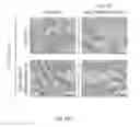 Fig. 15 - DEXTRAN-BASED TISSUELETTE CONTAINING PLATELET-RICH PLASMA LYSATE FOR CARTILAGE REPAIR