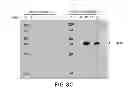Fig. 06 - PSEUDOMONAS AERUGINOSA OprM EPITOPES FOR USE IN DIAGNOSTICS AND THERAPEUTICS