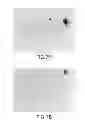 Fig. 14 - PSEUDOMONAS AERUGINOSA OprM EPITOPES FOR USE IN DIAGNOSTICS AND THERAPEUTICS