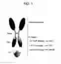 Fig. 02 - SPARC binding ScFvs