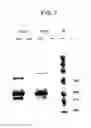 Fig. 08 - SPARC binding ScFvs