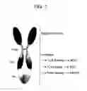 Fig. 02 - SPARC binding ScFcs