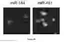 Fig. 10 - METHODS AND COMPOSITIONS TO MODULATE ANTIVIRAL AND IMMUNE ACTIVITY RESPONSES
