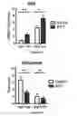 Fig. 12 - METHODS AND COMPOSITIONS TO MODULATE ANTIVIRAL AND IMMUNE ACTIVITY RESPONSES