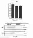 Fig. 14 - METHODS AND COMPOSITIONS TO MODULATE ANTIVIRAL AND IMMUNE ACTIVITY RESPONSES