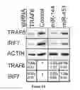 Fig. 16 - METHODS AND COMPOSITIONS TO MODULATE ANTIVIRAL AND IMMUNE ACTIVITY RESPONSES