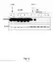 Fig. 07 - Systems and methods for diminishing cell growth and inducing selective killing of target cells