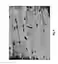 Fig. 09 - METHOD TO INDUCE NEOVASCULAR FORMATION AND TISSUE REGENERATION