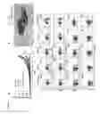 Fig. 08 - Cancer immunotherapy