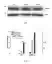 Fig. 02 - Conjugate with target-finding ligand and use thereof